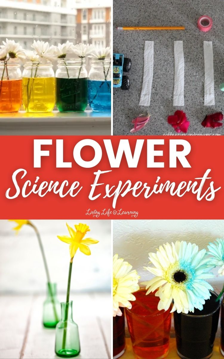 25 Engaging Flower Activities for Preschoolers - OhMyClassroom.com